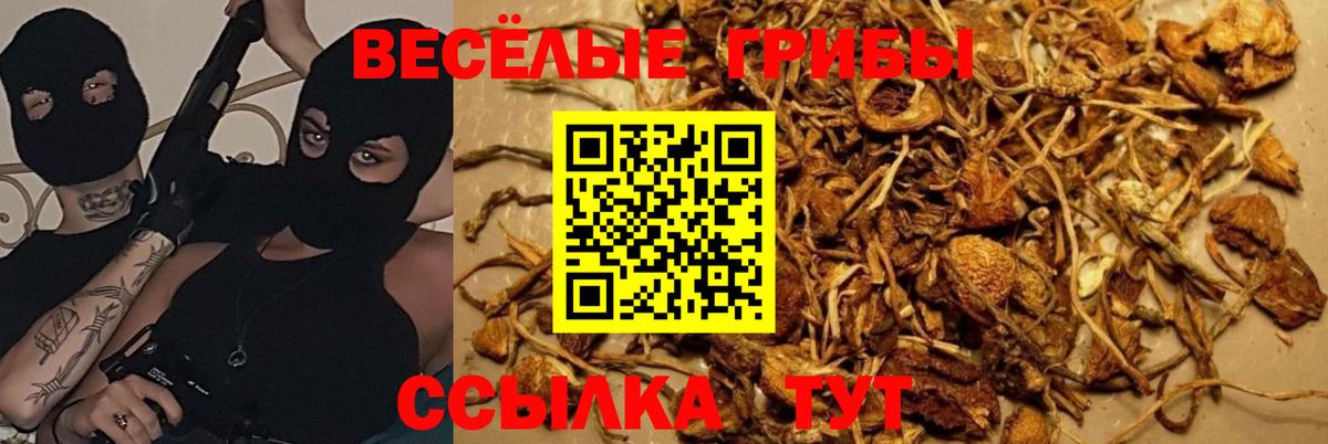 Севастополь  наркота  Вход с VPN  Псилоцибиновые грибы мицелий 